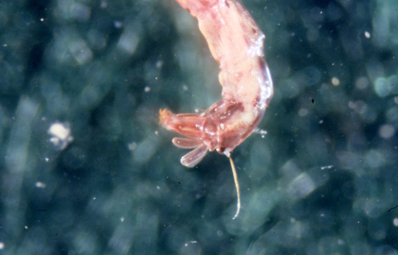 Tip of a midge's abdomen. Tip of a midge's abdomen. Credit: Betsy Leppo